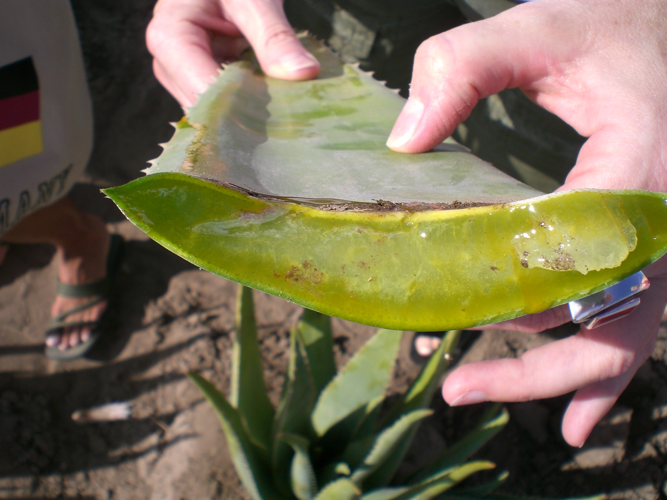 Blattmark der Aloe